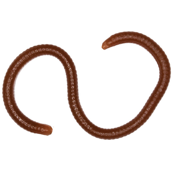 Мягкие приманки LureMax EARTHWORM 3,5'''/8см LSME35B-018 Worm Brown (банка)